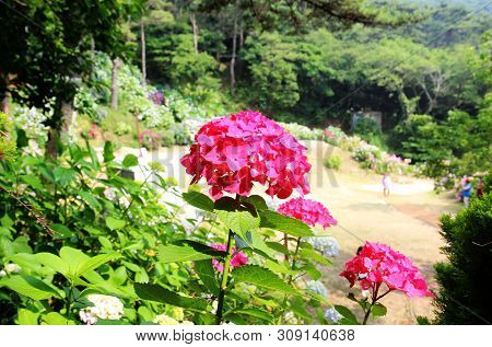 Hydrangea Suguk Festival In Taejongsa Buddhist Temple, Taejongdae, Busan, South Korea, Asia