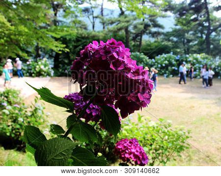 Hydrangea Suguk Festival In Taejongsa Buddhist Temple, Taejongdae, Busan, South Korea, Asia