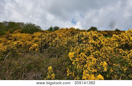 Landscape With Blooming Golden Yellow Gorse Bushes.