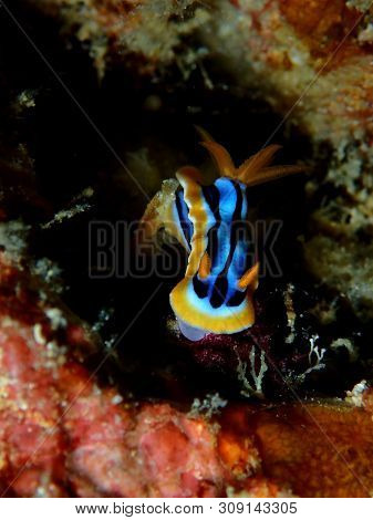 Closeup And Macro Shot Of Nudibranch Chromodoris Anne During A Leisure Dive In Mabul Island, Semporn