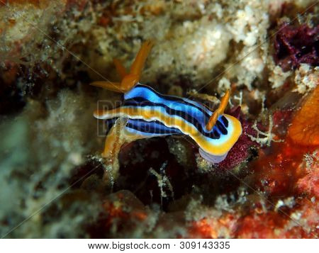 Closeup And Macro Shot Of Nudibranch Chromodoris Anne During A Leisure Dive In Mabul Island, Semporn