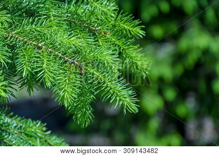 Background With High Quality Christmas Trees, Young Green Nordmann Fir
