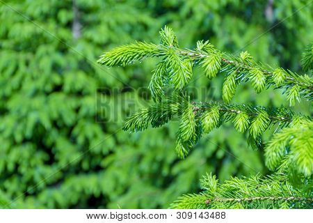 Background With High Quality Christmas Trees, Young Green Nordmann Fir