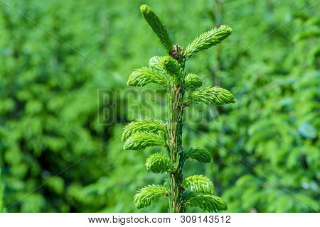 Background With High Quality Christmas Trees, Young Green Nordmann Fir Close Up