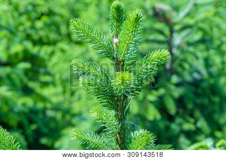 Background With High Quality Christmas Trees, Young Green Nordmann Fir