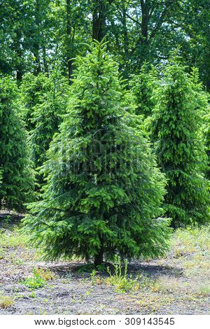 Plantation In Europe Of High Quality Christmas Trees