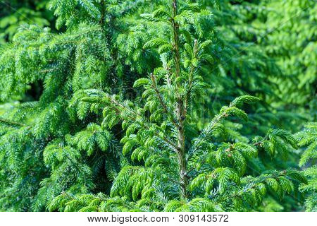 Plantation In Europe Of High Quality Christmas Trees