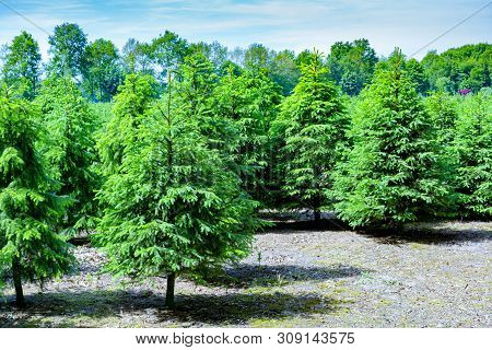 Plantation In Europe Of High Quality Christmas Trees