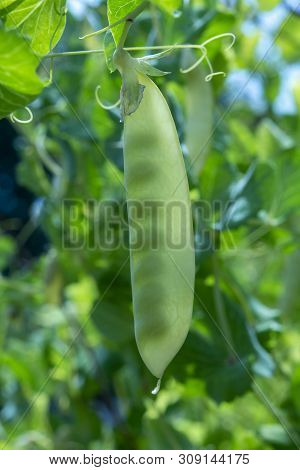 English Garden Peas Plants, Ripe Yellow Pod With Shine Through Peas Close Up