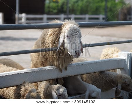 Sheep In Farm Animals Closeup Face Fleece
