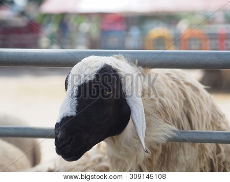 Sheep In Farm Animals Closeup Face Fleece