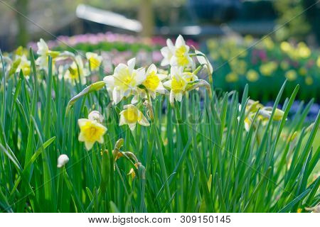 Amazingly Beautiful Yellow Daffodils Or Narcis Flowers, Narcissus Pseudonarcissus, In A Field In The