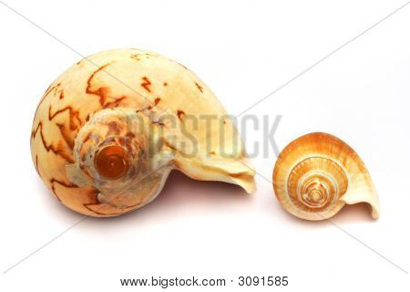 Grande Versus pequena pústula espiral Shell