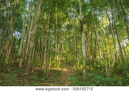Rubber Tree Or Hevea Brasiliensis Green Forest At Thailand