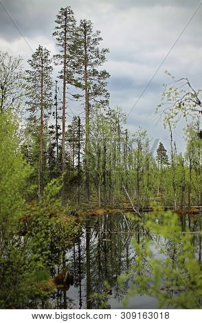 Mire Near Granbergsliden In Vasterbotten In Sweden.