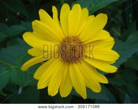 Macro Shot Maxican Sunflower, Yellow Flower Background