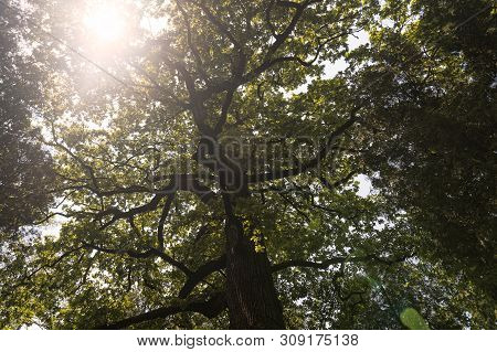 Downview On A Green Treetops With Warm Sunlight.