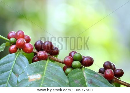 กาแฟทรี ด้วยครบสุกบนฟาร์ม เกาะบาหลี