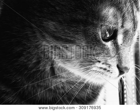 Black And White Portrait Of Beautiful Domestic Cat