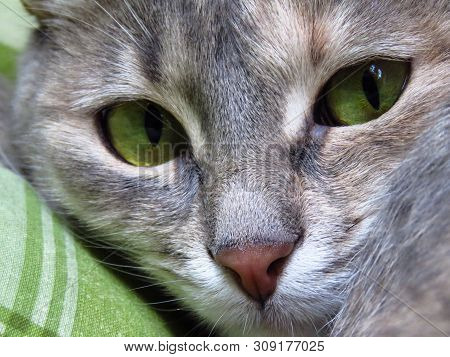 Closeup Of Beautiful Domestic Cat With Green Eyes.