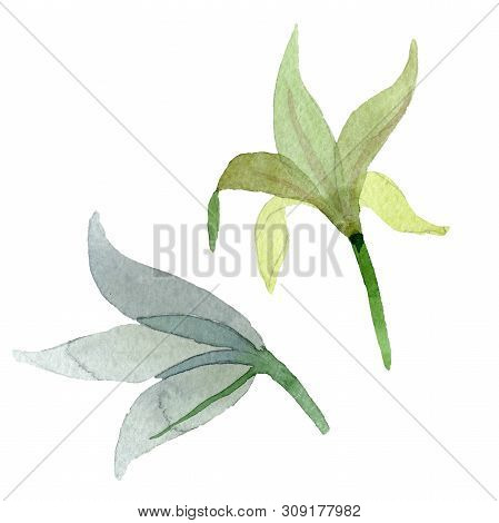 Amaryllis Floral Botanical Flowers. Watercolor Background Illustration Set. Isolated Amarillys Illus