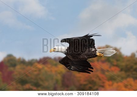 In Maximum Aerodynamic Form, A Bald Eagle Darts Across An Colorful Autumn Skyline.