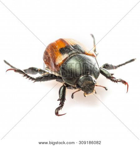 Anisoplia Austriaca Bread Beetle Kuzka On A White Background