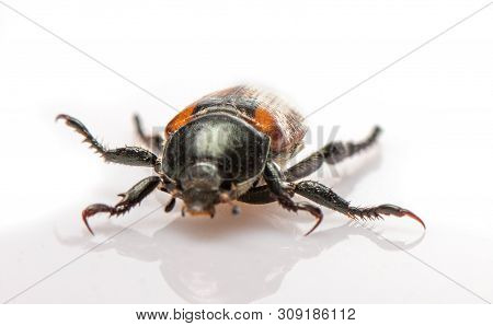 Anisoplia Austriaca Bread Beetle Kuzka On A White Background