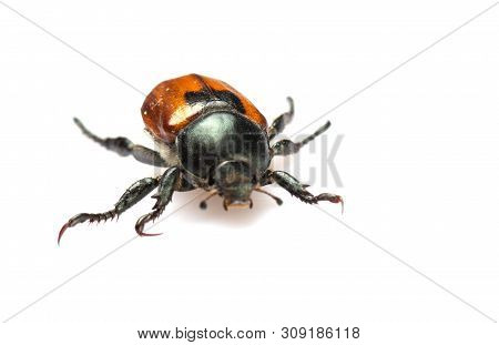 Anisoplia Austriaca Bread Beetle Kuzka On A White Background