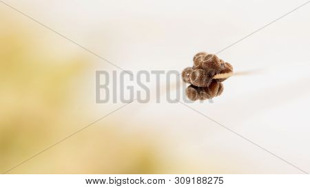 Eggs Of The Pest On A Spike Of Wheat, Macro, Close-up