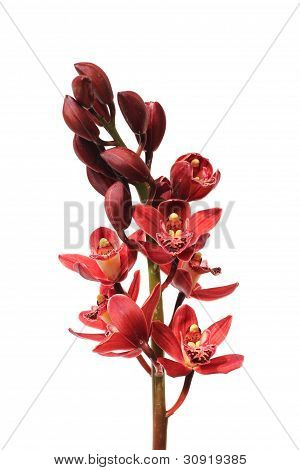 Czerwona orchidea