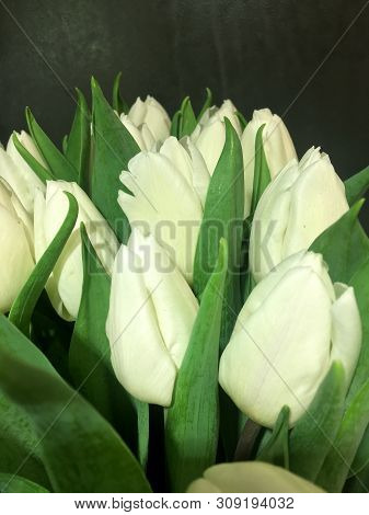 Bouquet Ofspring Flowers. White Tulips. Spring Flowers.