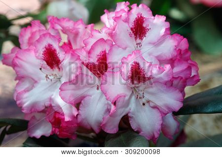 Sappho Rhododendron, Closeup Of Flowers. Macro Shooting