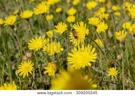 A Bee Sits On A Flower Leontodon Autumnalis
