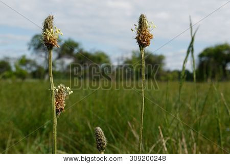 Flowers In The Foreground, Garden In The Background, The Picture Is Out Of Focus