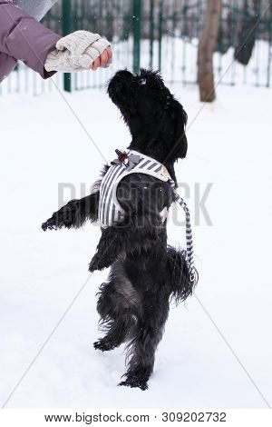 Feeding Dog By Owner’s Hand. Black Russian Colored Lap Dog Phenotype For A Walk At Wintertime.