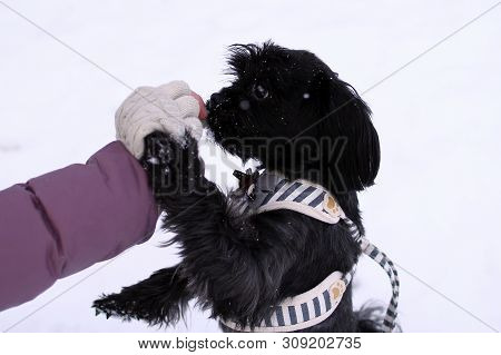 Feeding Dog By Owner’s Hand. Black Russian Colored Lap Dog Phenotype For A Walk At Wintertime.