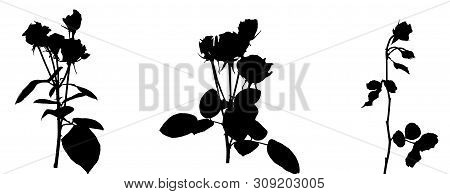 Set Of Beautiful Silane White And Black Roses. Isolated On White Background.  Illustration