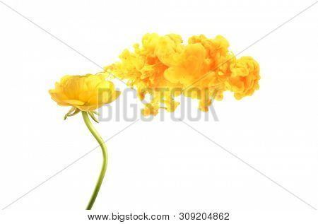 Yellow anemone flower with smoke cloud. Creative Color Contcept. Isolated on white background.