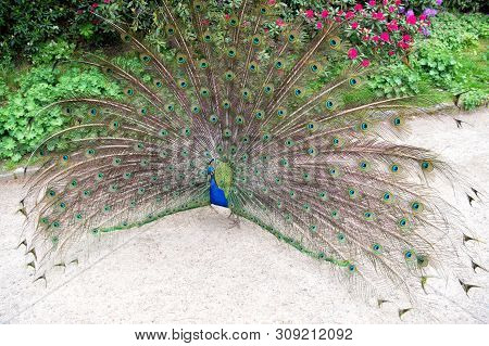 Trying To Attract Peahen. Peacock Bird Showing Its Feathers. Beautiful Peafowl Bird On Summer Day. M