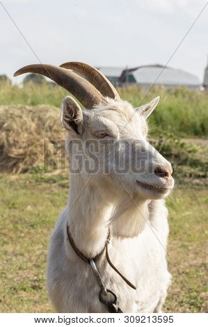 White Goat With Horns And A Beard, Portrait Profile Close-up. Farmer Goat On The Meadow, Beautiful G