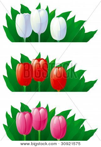 foråret tulipaner