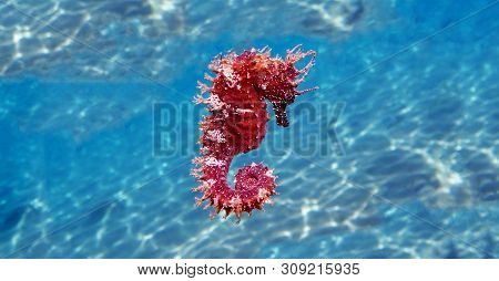 Underwater Shot Of Mediterranean Seahorse - Hippocampus Guttulatus