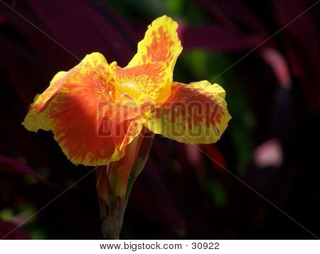 Canna-Blume