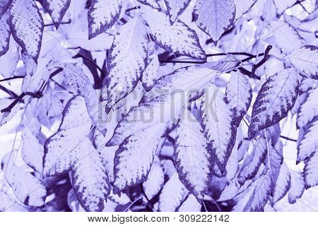 Closeup Macro Of Beechwood Ashtree Ultra Violet Purple Tree Leaves Toned With Trendy Color. Abstract