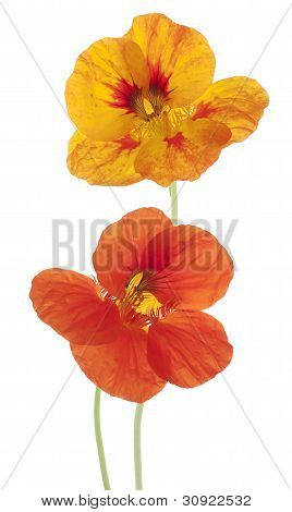 Nasturtium
