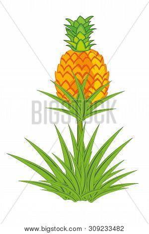 Pineapple Plant With Roots Isolated On White Background.