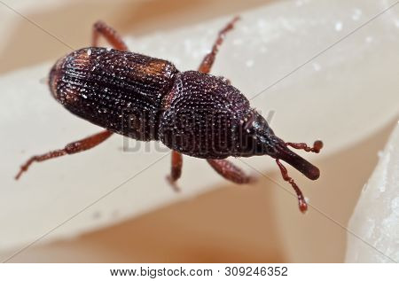 Macro Photography Of Rice Weevil Or Sitophilus Oryzae On Raw Rice