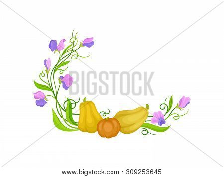 Three Pumpkins On Long Stems. Vector Illustration On White Background.