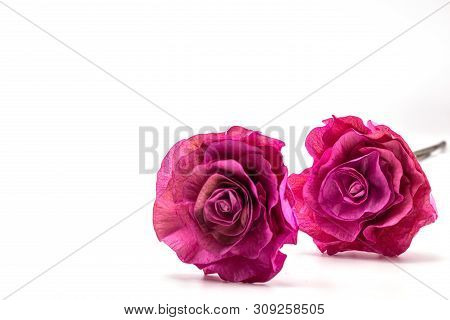 Dried Pink Rose Flower Isolate  On White Background.